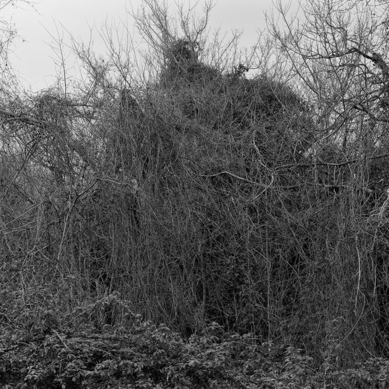 Fabio Barile — The Structure of a Forest #7, 2021